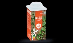 Basilic coupé