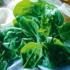 Feuilles d'épinards sans résidu pesticides, France
