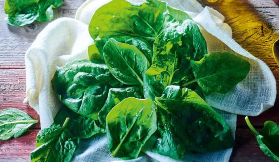 Feuilles d'épinards sans résidu pesticides, France