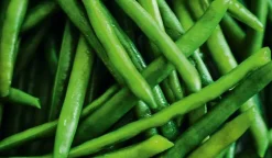 Haricots verts extra-fins, France